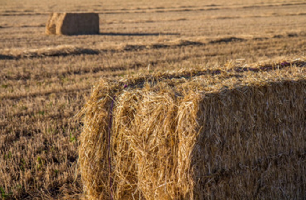 Royalcrest Farm photo